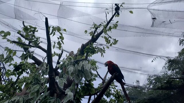 Silhouette of a parrot perched on a tree branch against a dramatic sky backdrop. A stunning scene highlighting the beauty of nature and the majesty of birds in their natural habitat