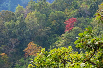Autumn forest landscape with red, green and yellow leaves on mountain