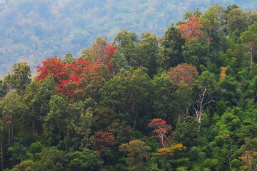 Autumn forest landscape with red, green and yellow leaves on mountain