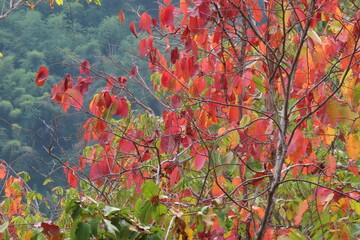 Autumn forest landscape with red, green and yellow leaves on mountain