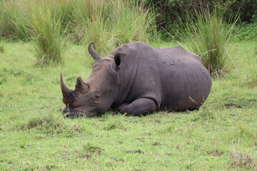 Close-up of a wild wide-mouthed rhino with horn intact laying down in the grassland of Uganda at Ziwa Rhino Sanctuary