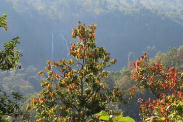 Autumn forest landscape with red, green and yellow leaves on mountain