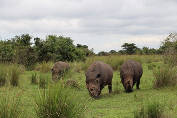 Herd of wild rhinos grazing and walking around Ziwa Rhino Sanctuary in Uganda