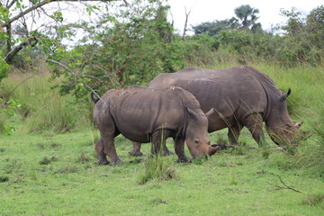 Young wild rhino grazing with its mother at Ziwa Rhino Sanctuary in Uganda 