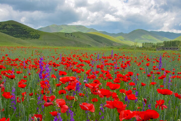 red poppies and purple eastern larkspur flowers on the meadow in Caucasus mountains (Jrashen,...
