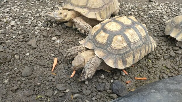 A close-up of a Sulcata tortoise (Centrochelys sulcata) enjoying its meal. The large, gentle reptile feeds on fresh greens, showcasing its natural eating behavior in a serene outdoor environment