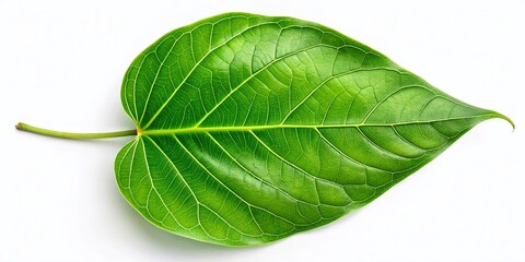 Obraz premium Macro Photography: Heart-Shaped Bodhi Leaf Isolated on White, Clipping Path Included