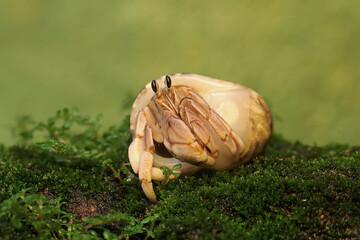 A hermit crab is walking slowly on a rock covered with moss. This animal whose habitat is on the edge of a sandy beach has the scientific name Paguroidea sp.