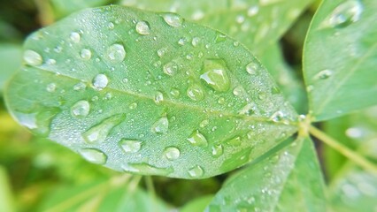 A fresh green leaf with sparkling raindrops in the morning