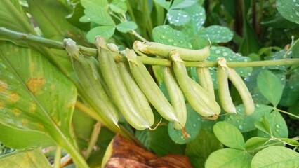 Obraz premium bunch of fresh green asparagus