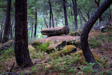 Rocas con musgo en el pinar