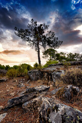 Amanece tras los pinos