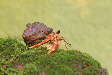 A hermit crab is walking slowly on a rock covered with moss. This animal whose habitat is on the edge of a sandy beach has the scientific name Paguroidea sp.