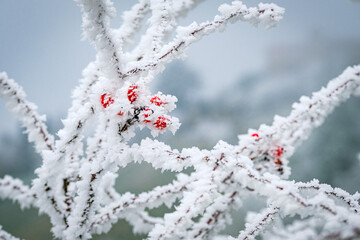Cynorhodons dans le givre