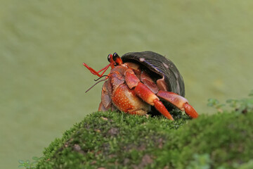 A hermit crab is walking slowly on a rock covered with moss. This animal whose habitat is on the edge of a sandy beach has the scientific name Paguroidea sp.