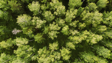 Naklejka premium forest texture, top view of a green summer forest