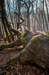 Dead wood in the forest