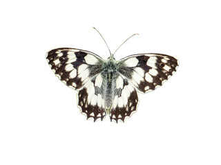 Melanargia galathea,checkerboard isolated butterfly on transparent  background