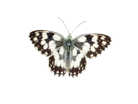 Melanargia galathea,checkerboard isolated butterfly on transparent  background