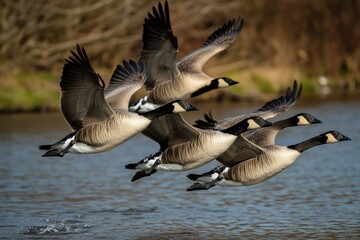 Flock of migrating geese flying over water in springtime near a serene landscape