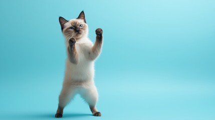 Playful cat dancing against a blue backdrop