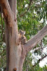 Koala in Gum tree