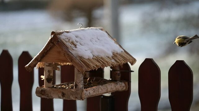 A winter scene showing bird feeding. A tit and sparrows fly to the feeder, with a blurred winter landscape in the background.