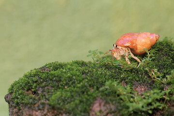 A hermit crab is walking slowly on a rock covered with moss. This animal whose habitat is on the edge of a sandy beach has the scientific name Paguroidea sp.