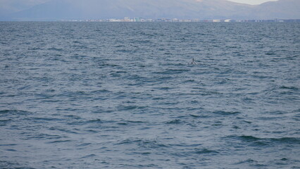 excursion, baleine, dauphin, observation, cétacés, mammifères marins, croisière, sortie en mer, tourisme, aventure, nature, faune marine, bateau, guide, expérience, photographie, éco-tourisme, océan, 
