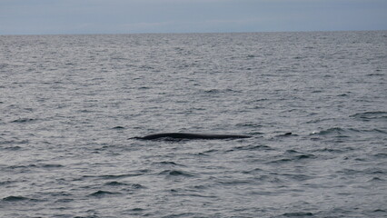 Obraz premium excursion, baleine, dauphin, observation, cétacés, mammifères marins, croisière, sortie en mer, tourisme, aventure, nature, faune marine, bateau, guide, expérience, photographie, éco-tourisme, océan, 