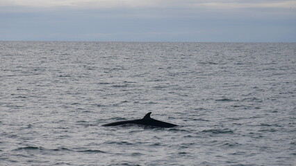 Fototapeta premium excursion, baleine, dauphin, observation, cétacés, mammifères marins, croisière, sortie en mer, tourisme, aventure, nature, faune marine, bateau, guide, expérience, photographie, éco-tourisme, océan, 