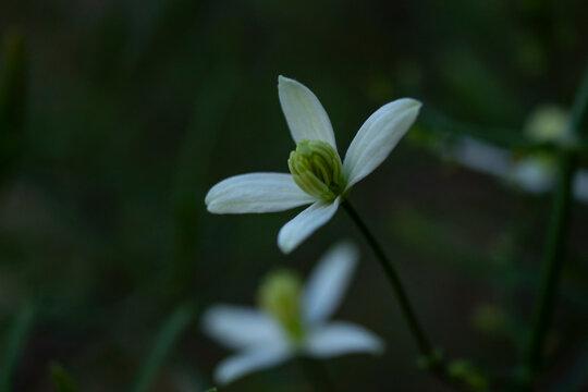 P&eacute;talos blancos de flor