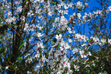 Flores de almendro blancas