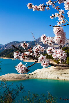 Flores de almendro florecidas