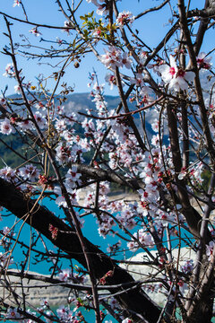 Flores de almendro en invierno