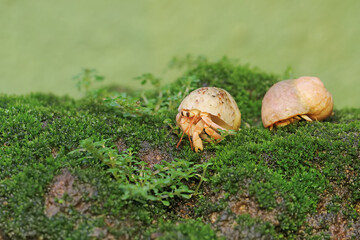 Two hermit crabs are walking slowly on a rock covered with moss. This animal whose habitat is on the edge of a sandy beach has the scientific name Paguroidea sp.