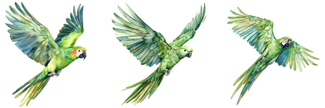 Green parrot watercolor illustrations in dynamic flying poses, bundle isolated on a transparent background