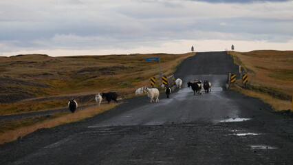 Islande, Highlands, route F-roads, 4x4, expédition, aventure, voyage, nature sauvage, paysage volcanique, désert noir, cendres volcaniques, piste isolée, hors-piste, exploration, solitude, vastitude, 