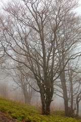 Beautiful misty landscape featuring a solitary tree and surrounding foggy environment