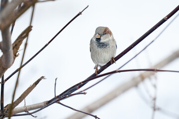 Obraz premium sparrow on branch