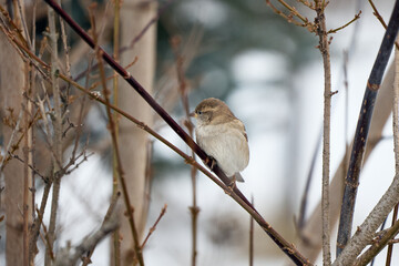 sparrow on a branch