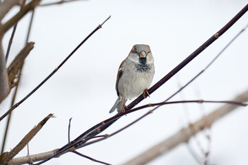 sparrow on branch