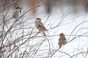 bird on a branch