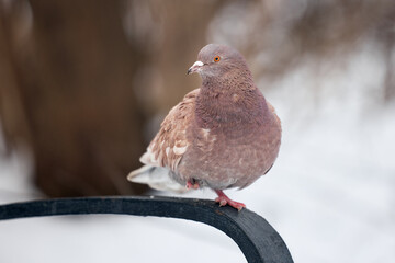 pigeon on the snow