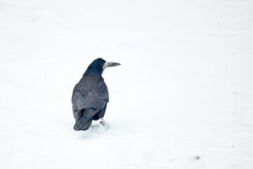 crow on snow