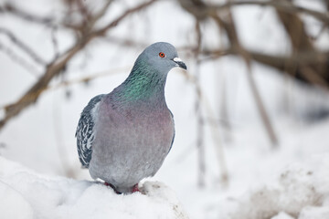 dove in the snow