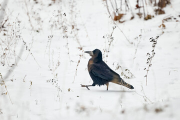 blackbird on a branch