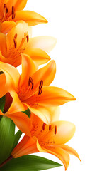 Obraz premium Vibrant orange lilies in full bloom, capturing the essence of beauty and nature. Perfect for floral arrangements and designs.