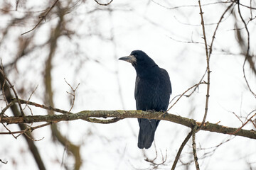 blackbird on a branch
