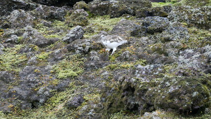 Vue aérienne panoramique de la chaîne de volcan Laki, désert de montagne de mousse, Islande
